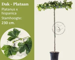 Dakplataan
