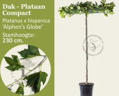 Dakplataan 'Compact'