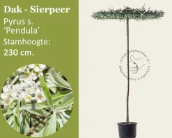 Daksierpeer