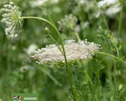 Daucus carota