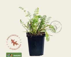 Daucus carota