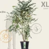 Decaisnea fargesii - XL+