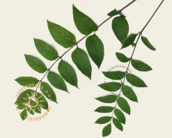 Decaisnea fargesii - XL+
