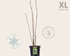 Decaisnea fargesii - XL