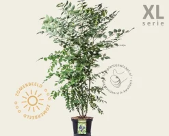 Decaisnea fargesii - XL