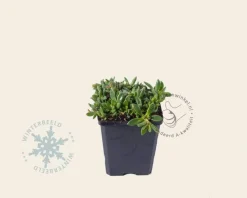 Delosperma cooperi