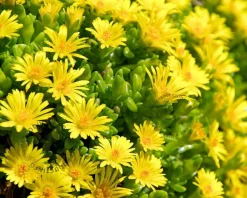 Delosperma deschampsii