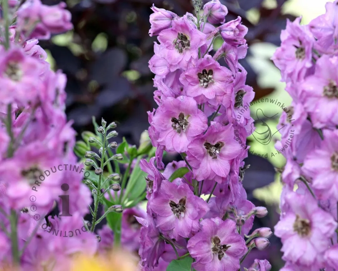 Delphinium pacific 'Astolat'