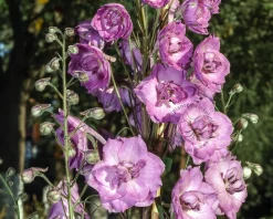 Delphinium pacific 'Astolat'