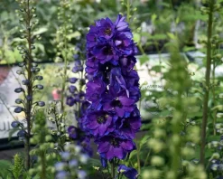 Delphinium pacific 'Black Knight'