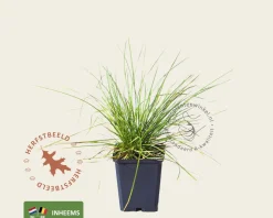 Deschampsia cespitosa