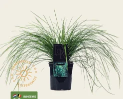 Deschampsia cespitosa