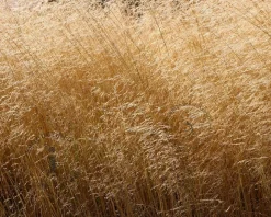 Deschampsia cespitosa 'Goldschleier'