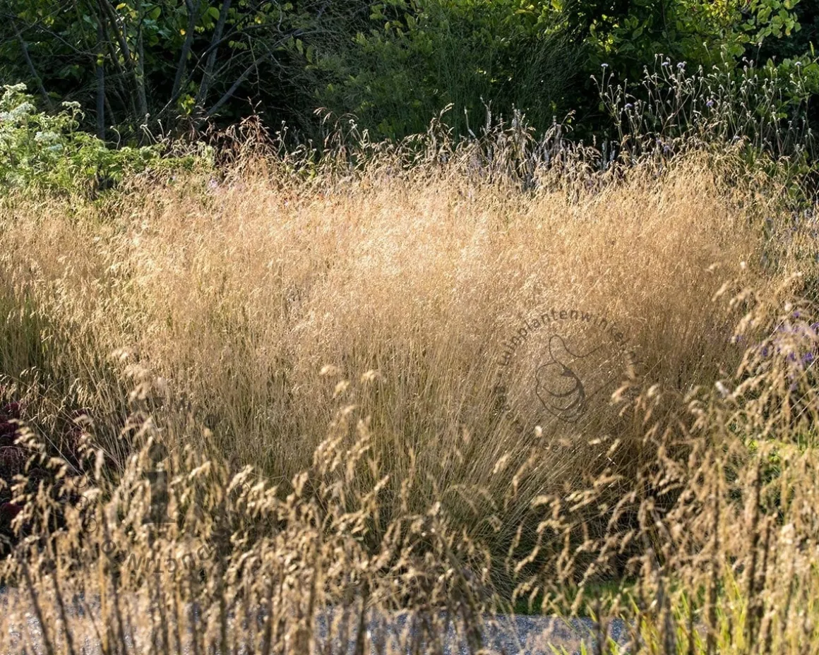 Deschampsia cespitosa 'Goldtau'