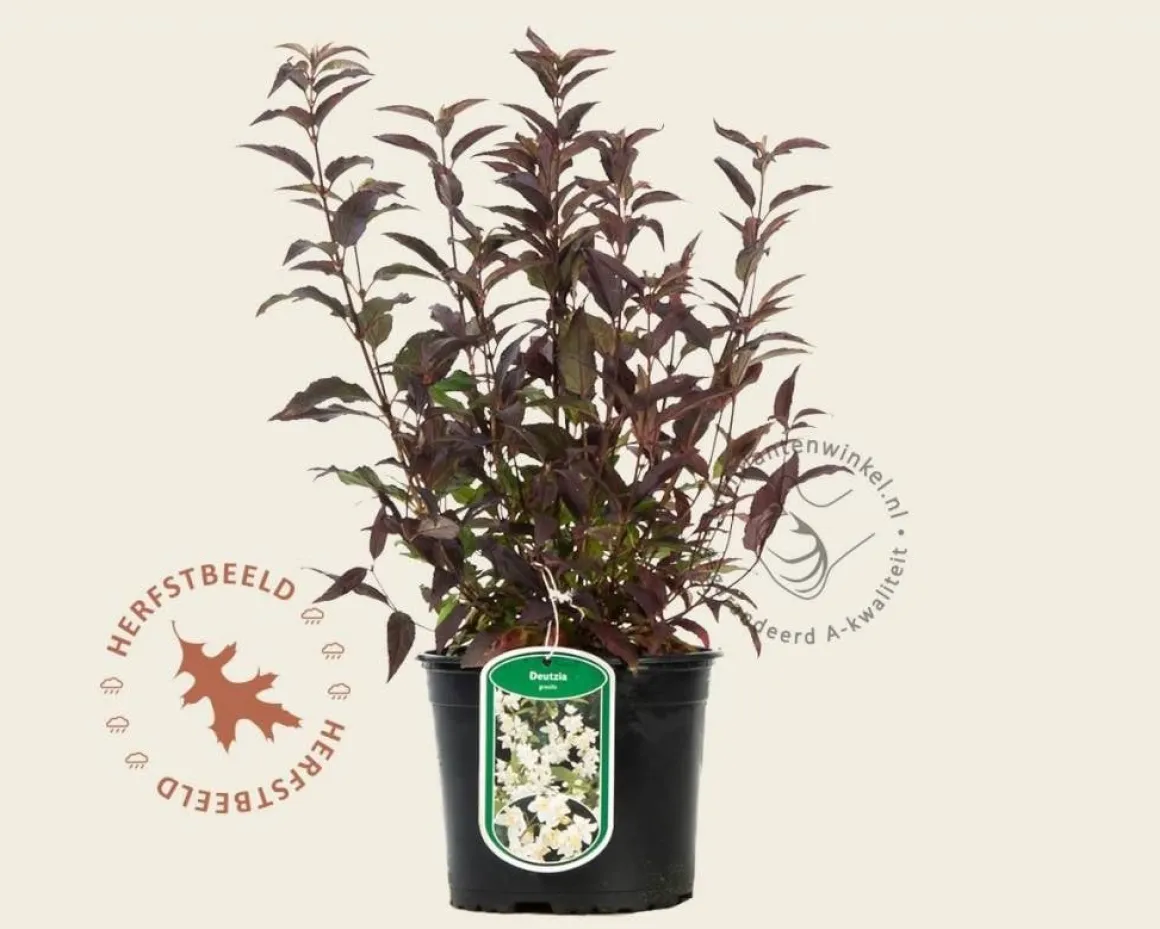 Deutzia gracilis