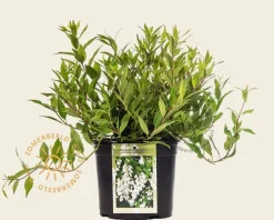 Deutzia gracilis 'Nikko'