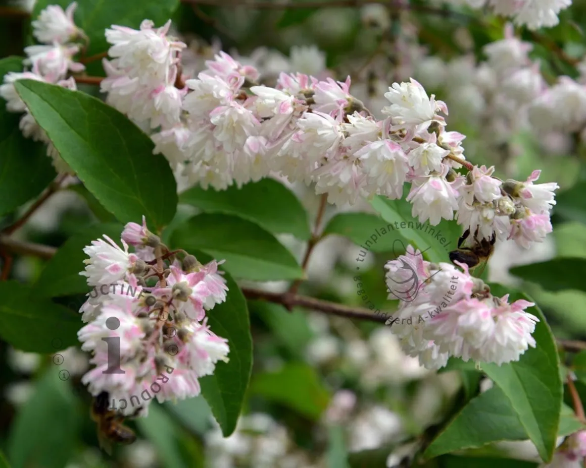 Deutzia scabra 'Plena'