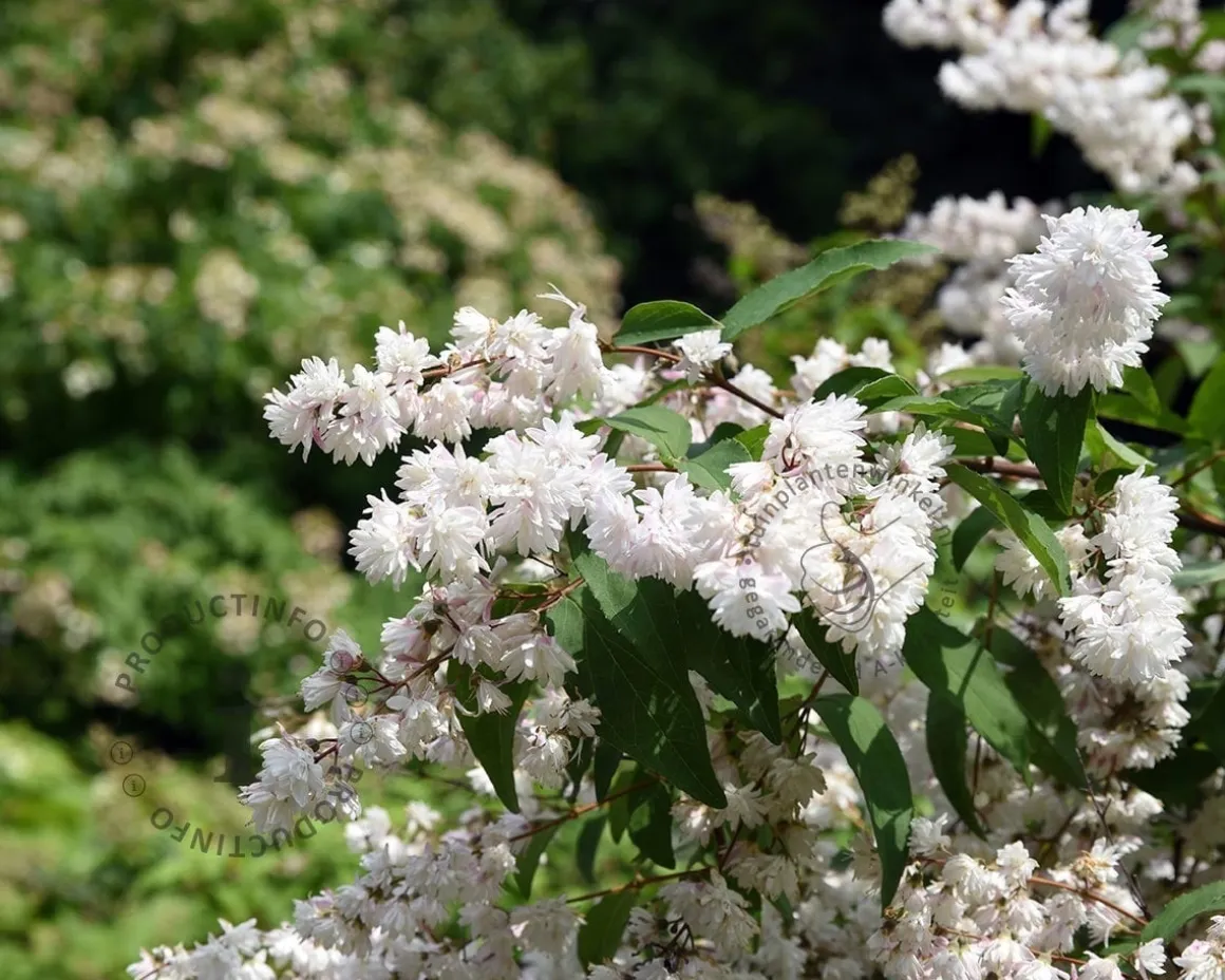 Deutzia scabra 'Plena'