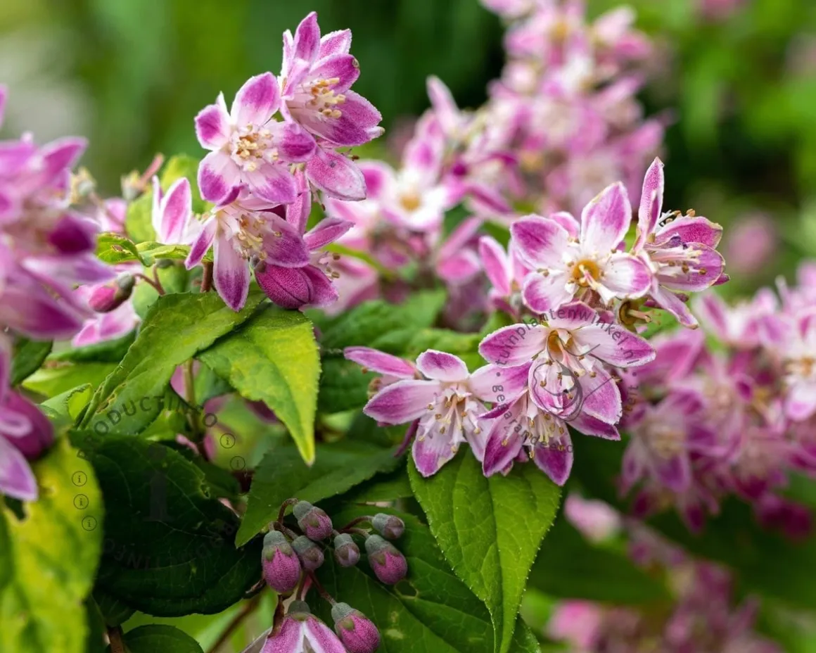 Deutzia scabra 'Strawberry Fields'
