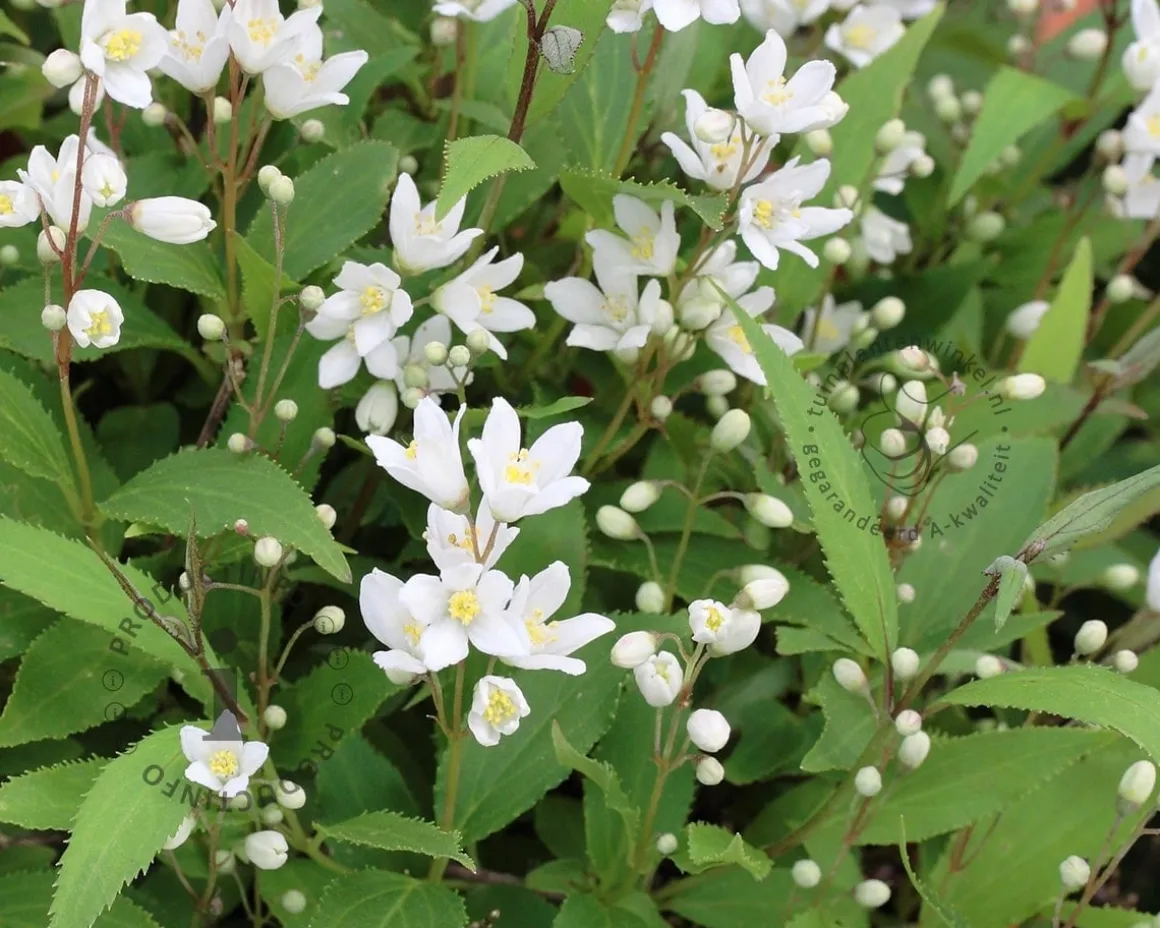 Deutzia x rosea 'Yuki Snowflake'
