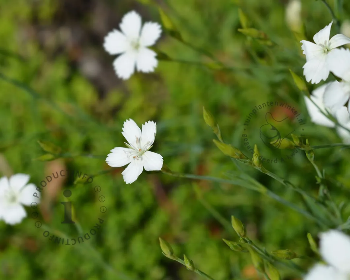 Dianthus deltoides 'Albiflorus'
