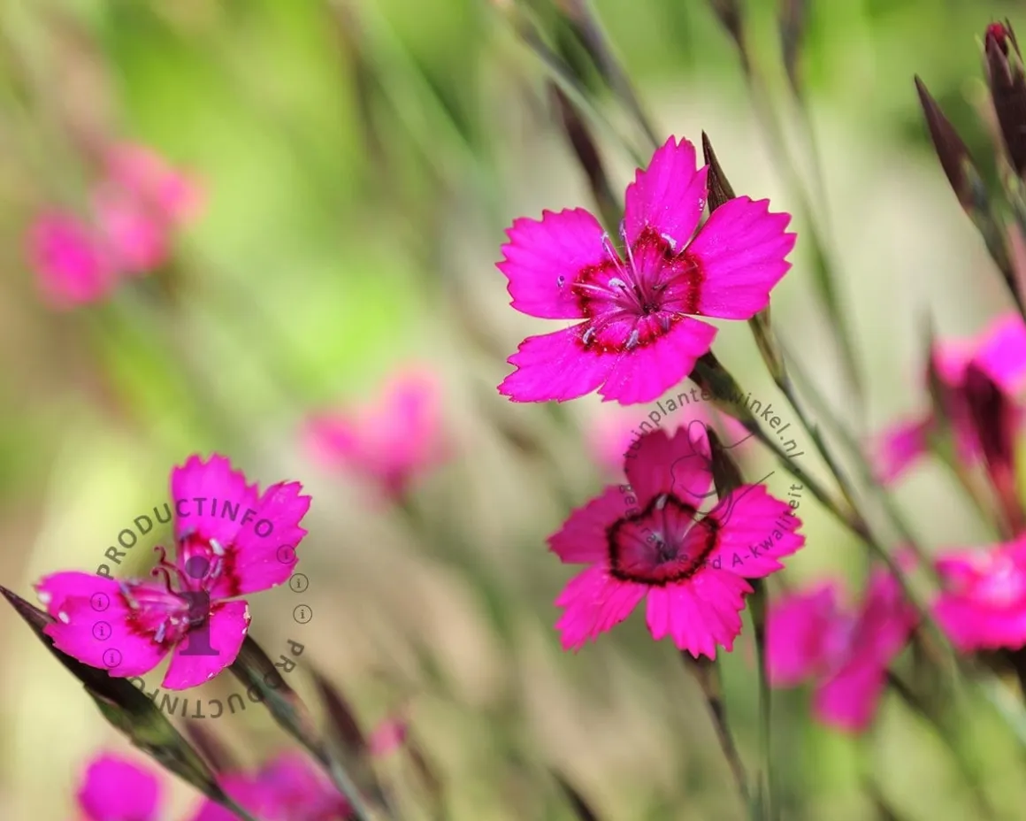 Dianthus deltoides 'Leuchtfunk'