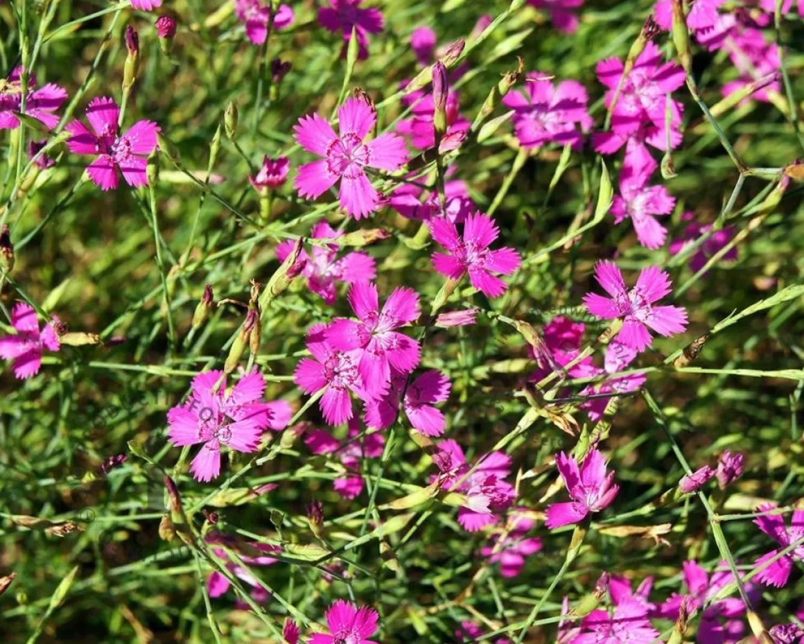 Dianthus deltoides 'Splendens'