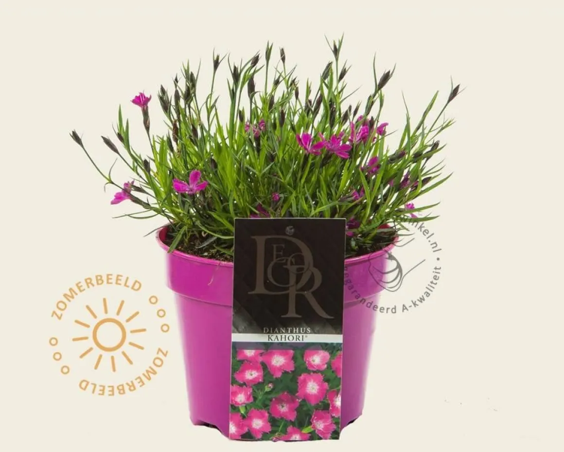 Dianthus 'Kahori'