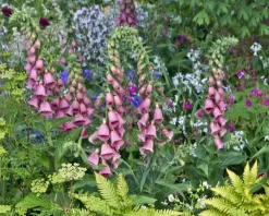 Digitalis mertonensis