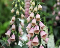 Digitalis mertonensis