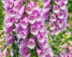 Digitalis purpurea 'Gloxiniiflora'