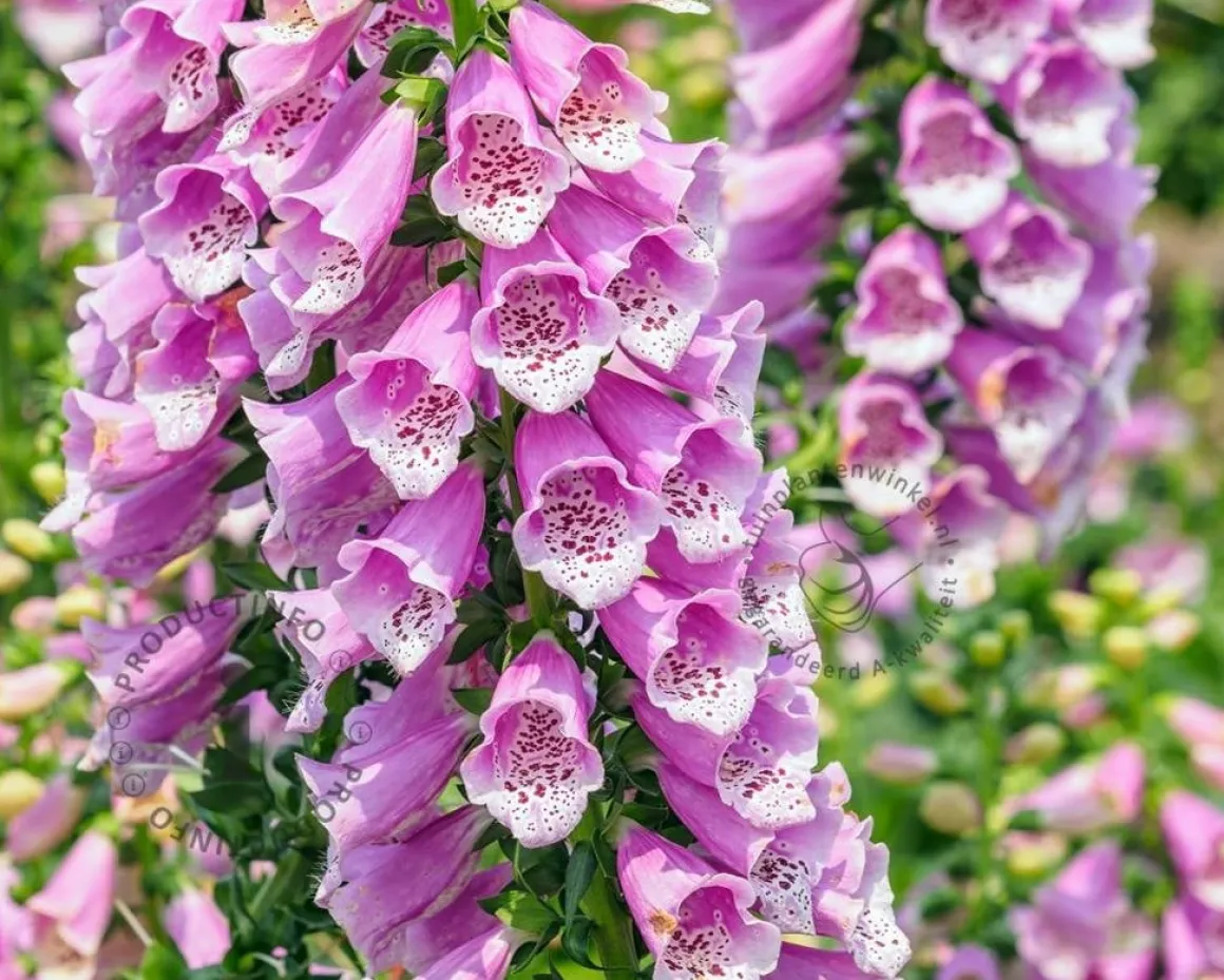 Digitalis purpurea 'Gloxiniiflora'
