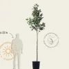 Diospyros kaki 'Nikita's Gift' - hoogstam