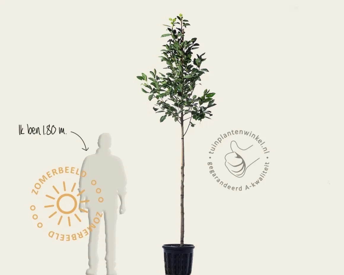 Diospyros kaki 'Nikita's Gift' - hoogstam