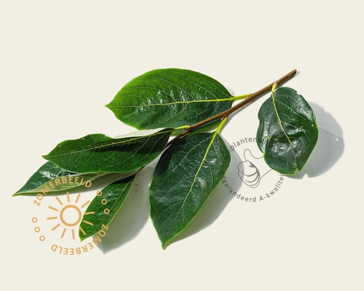 Diospyros kaki 'Nikita's Gift' - hoogstam