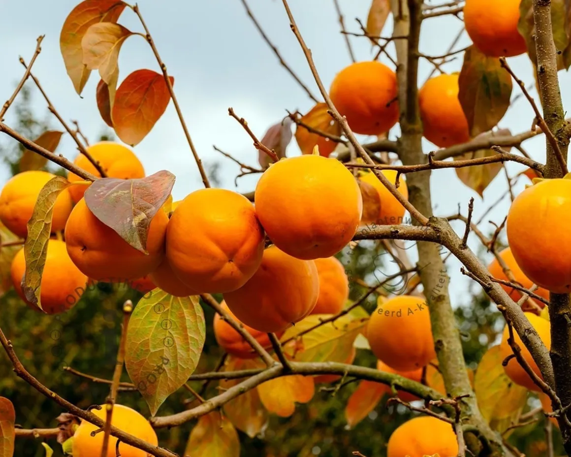 Diospyros kaki 'Nikita's Gift' - hoogstam