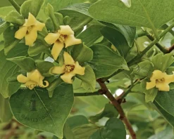 Diospyros kaki 'Rojo Brilliante' - halfstam