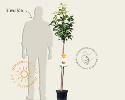 Diospyros kaki 'Rojo Brilliante' - halfstam