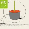 Diospyros kaki 'Rojo Brilliante' - BIO laagstam