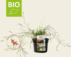 Diplotaxis tenuifolia 'Roma' Puur