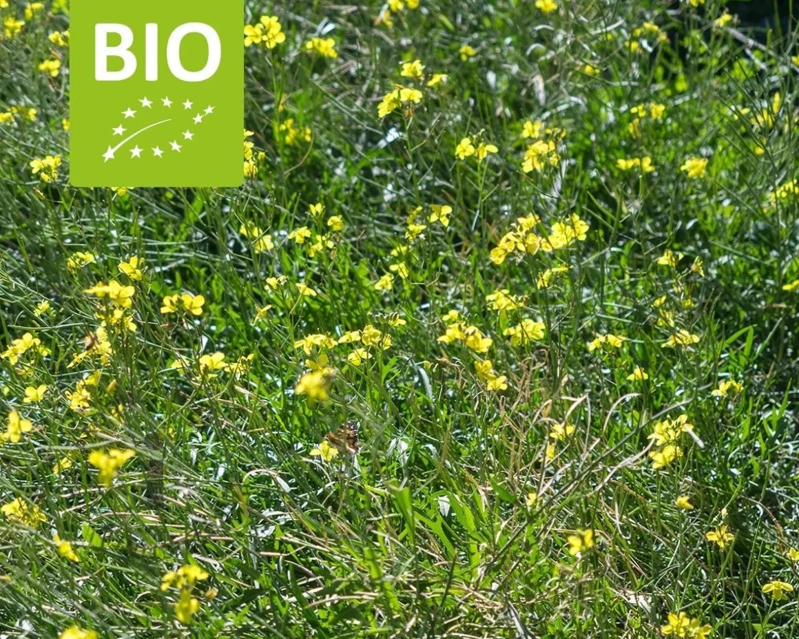 Diplotaxis tenuifolia 'Roma' Puur
