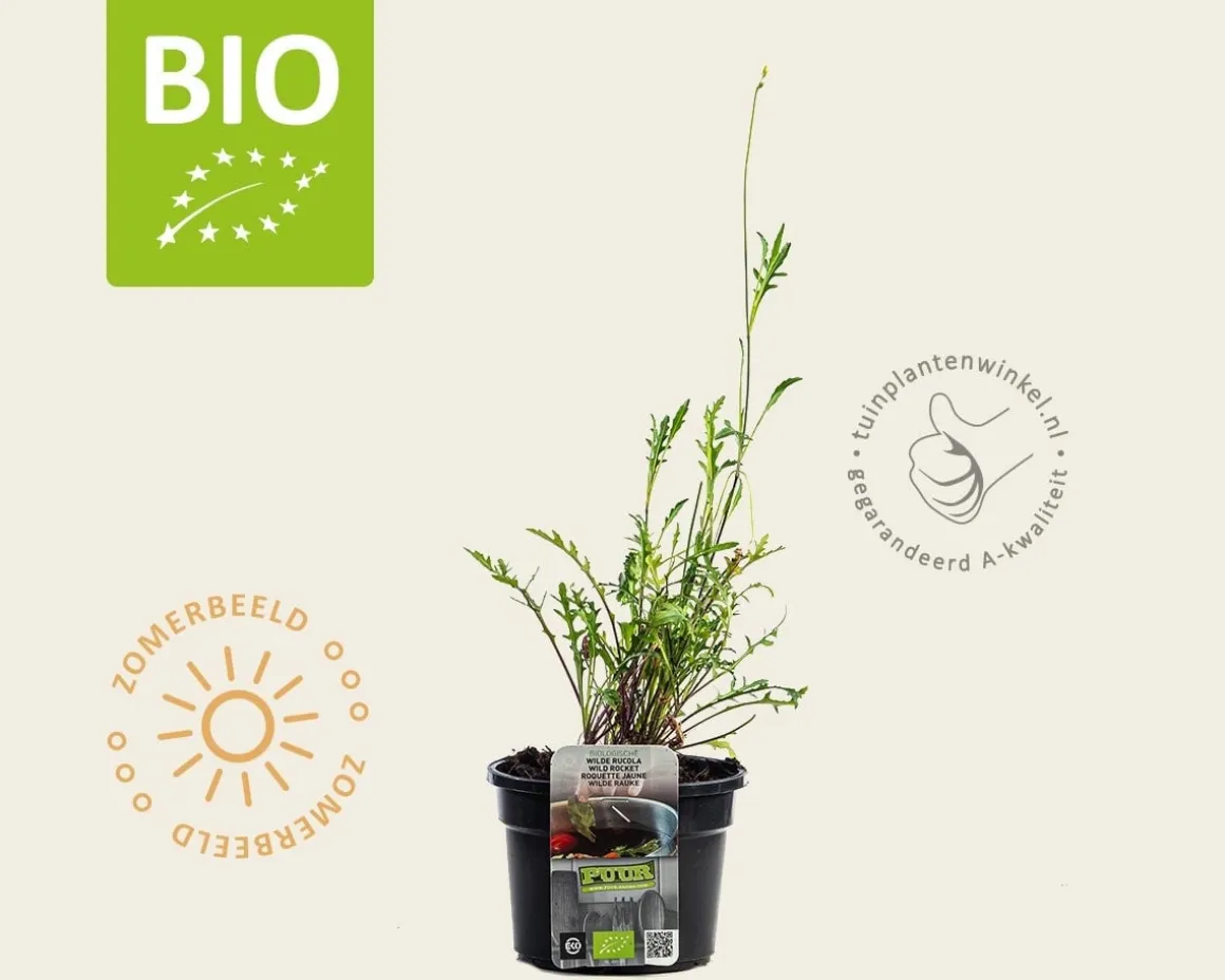 Diplotaxis tenuifolia 'Roma' Puur
