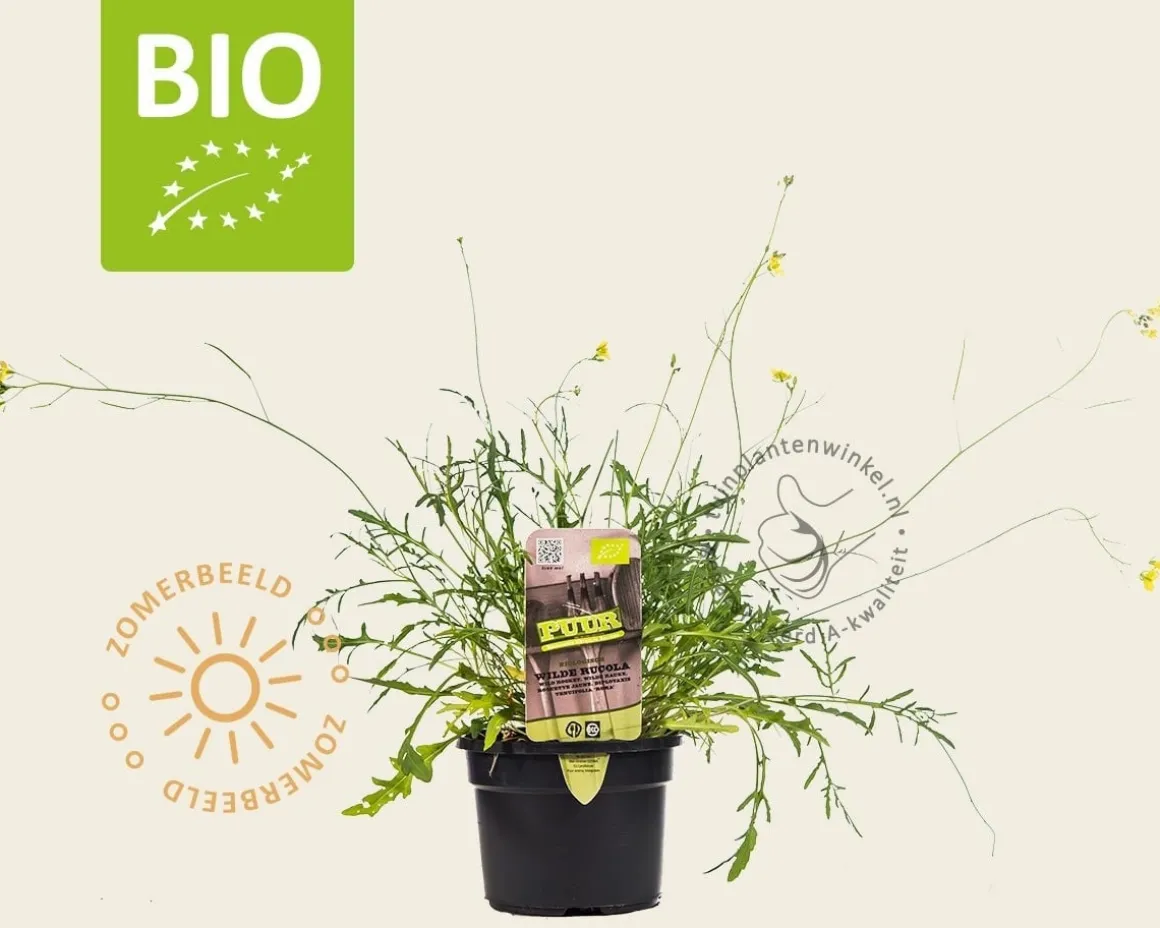 Diplotaxis tenuifolia 'Roma' Puur