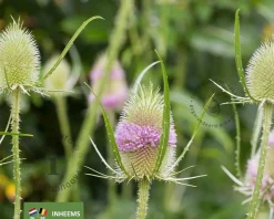 Dipsacus fullonum