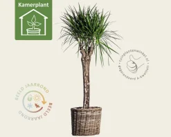 Dracaena marginata