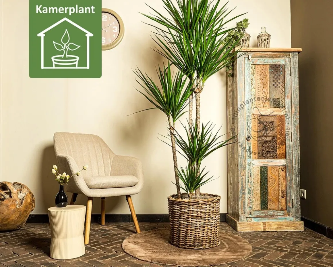 Dracaena marginata