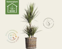 Dracaena marginata 'Bicolor'