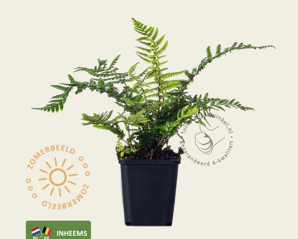 Dryopteris affinis