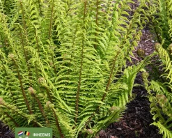 Dryopteris affinis