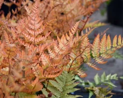 Dryopteris erythrosora